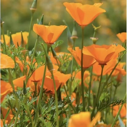 Semences de plantes ornementales et médicinales