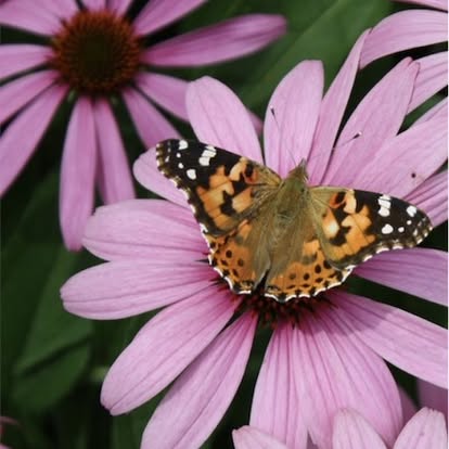 Semences de plantes ornementales et médicinales