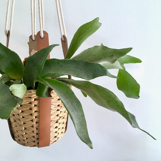 Idúnn · Suspensions pour plantes